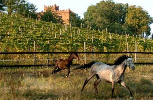 아스티 La Cascina Del Castello 빌라 외부 사진